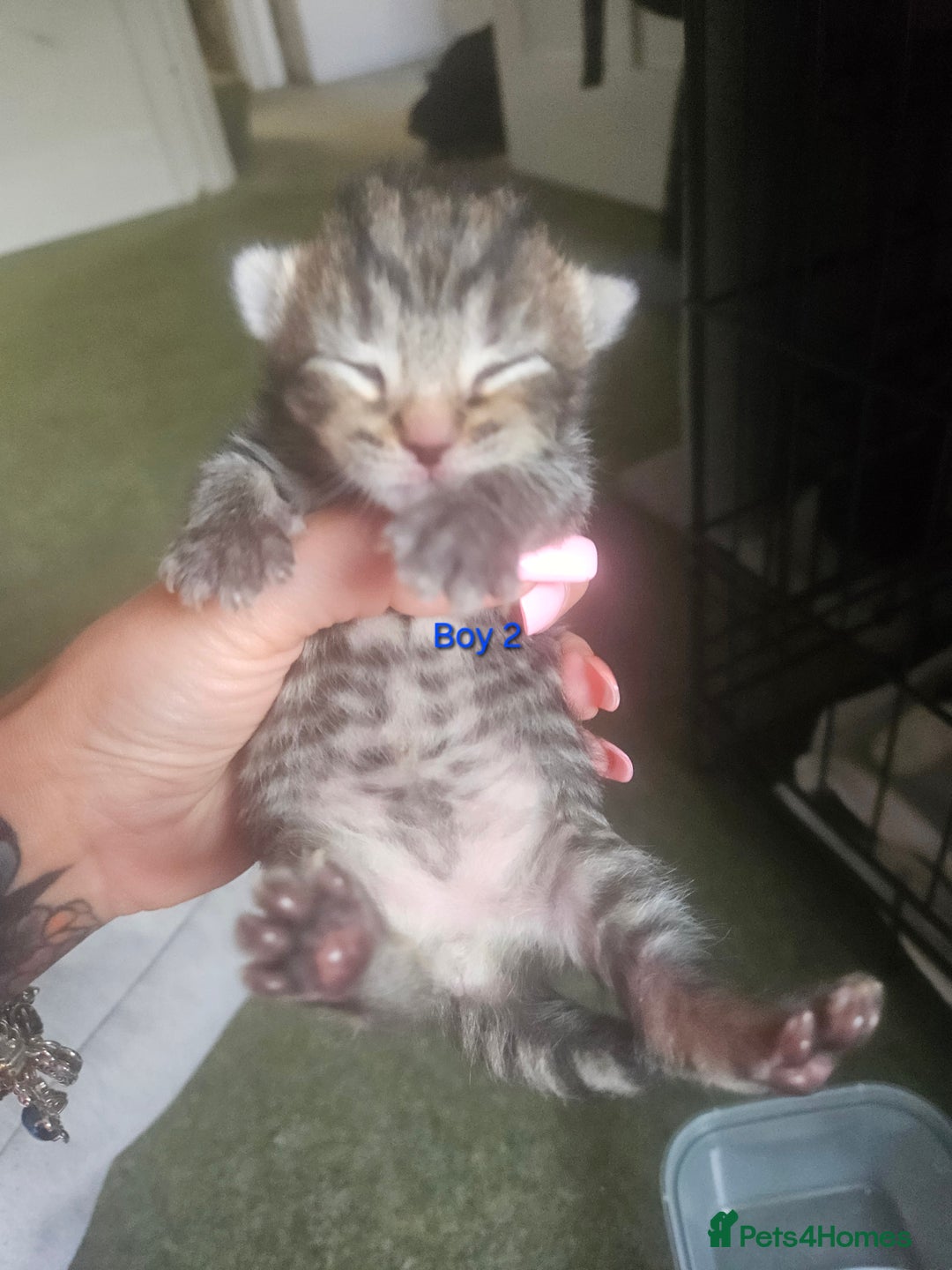 Maine Coon cats for sale: Maine Coon mix kittens - Image 3