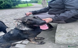 German Shepherd dogs for sale: Trained, Exceptional Working Line GSD  - Image 3