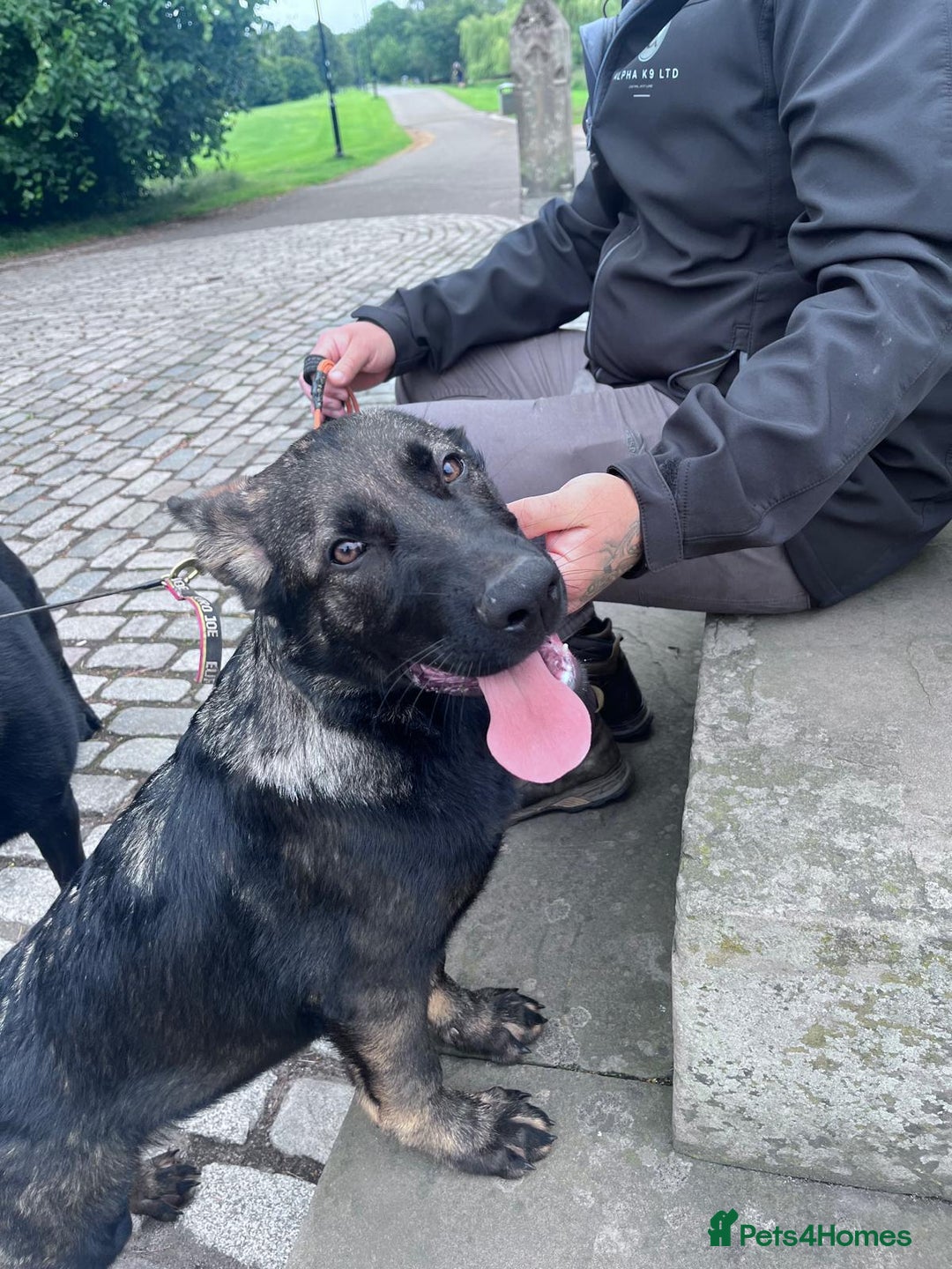 German Shepherd dogs for sale: Trained, Exceptional Working Line GSD  - Image 3