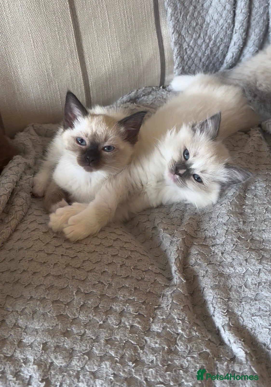 Siamese cats READY NOW TWO GORGEOUS SIAMESE GIRLS  - Advert 5