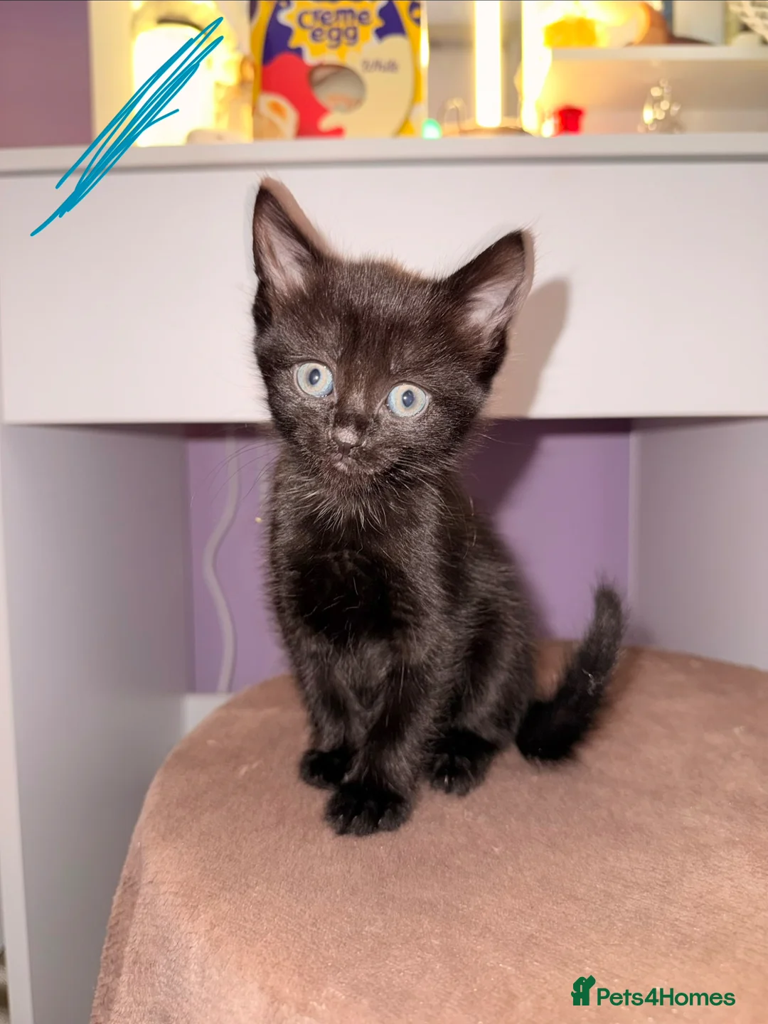 Mixed Breed cats for sale: Black kittens ready now – playful & loving in Feltham - Advert 4