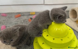 Russian Blue cats for sale: Russian Blue Kittens  - Advert 21