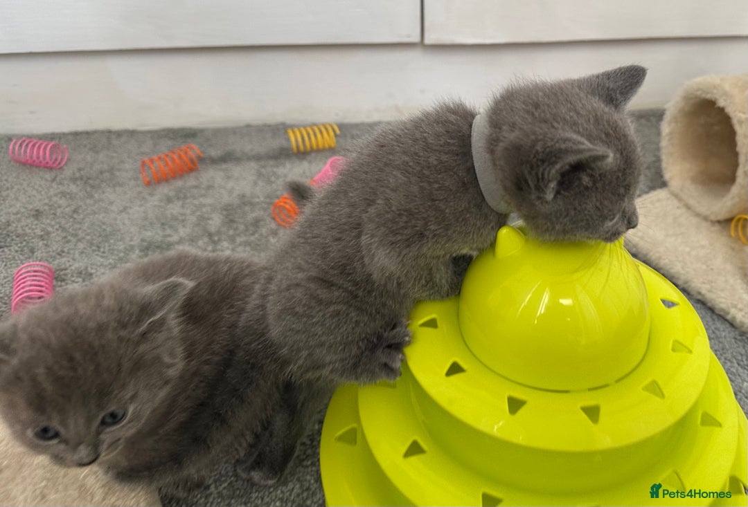 Russian Blue cats for sale: Russian Blue Kittens  - Advert 21