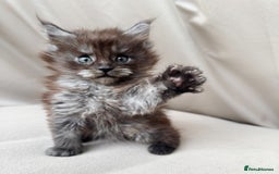 Maine Coon cats for sale: Maine coon boy - Image 1