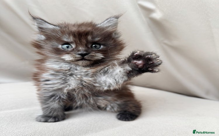 Maine Coon cats - Advert 15