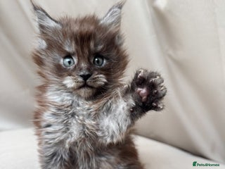 Maine Coon cats - Advert 25