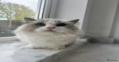 Ragdoll cats - Advert 15