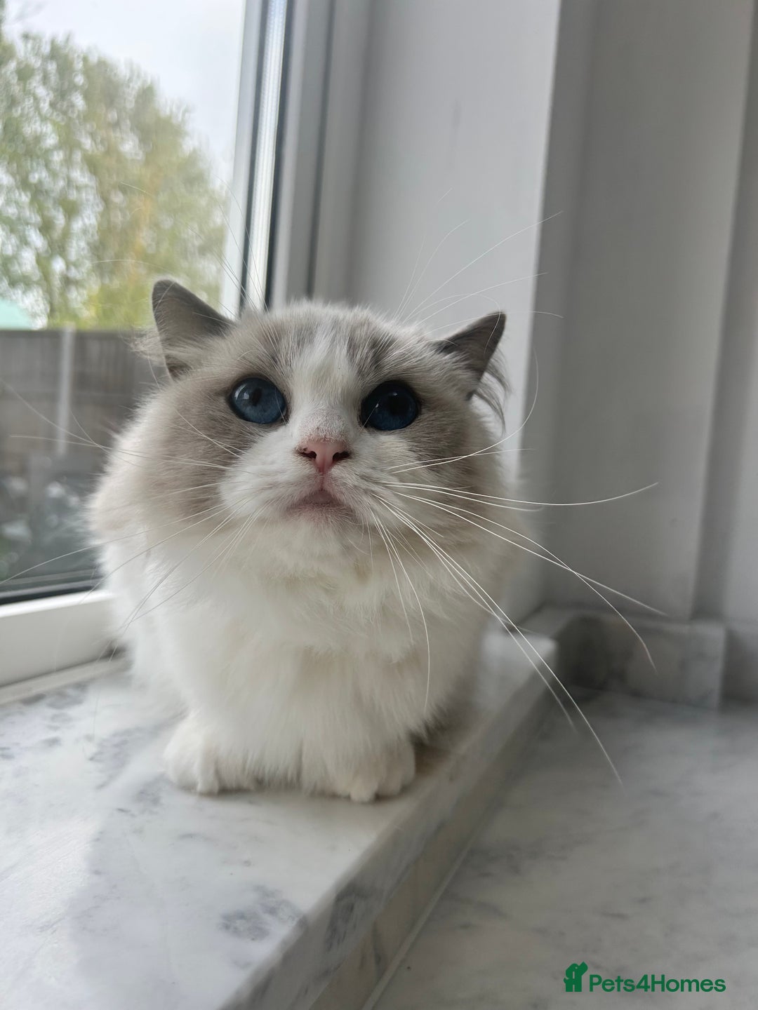 Ragdoll cats for sale: Beautiful Ragdolls Available. - Image 2
