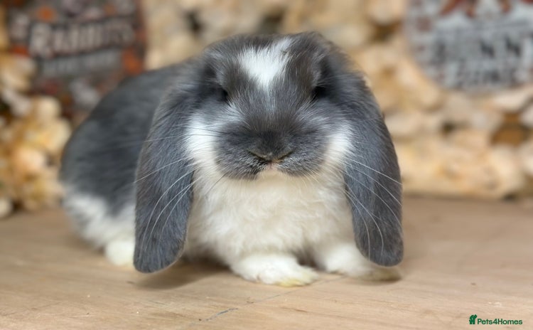 French Lop rabbits - Advert 4