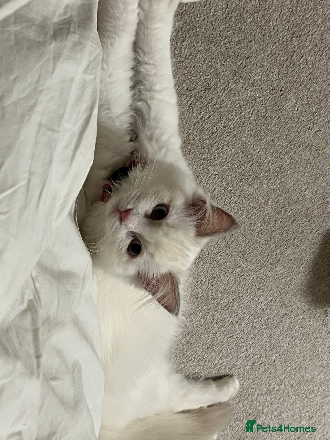 Ragdoll cats for sale: Rare blue+lilac bicolour + blue tortie kittens - Advert 15