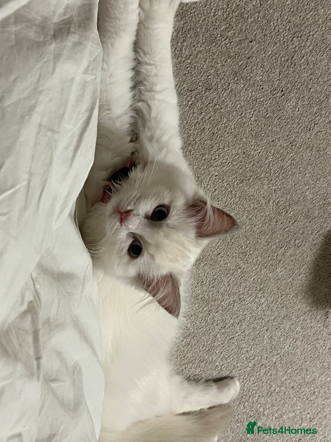 Ragdoll cats for sale: Rare blue+lilac bicolour + blue tortie kittens - Advert 13