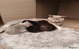 British Shorthair cats for sale: British shorthair kittens - Image 7