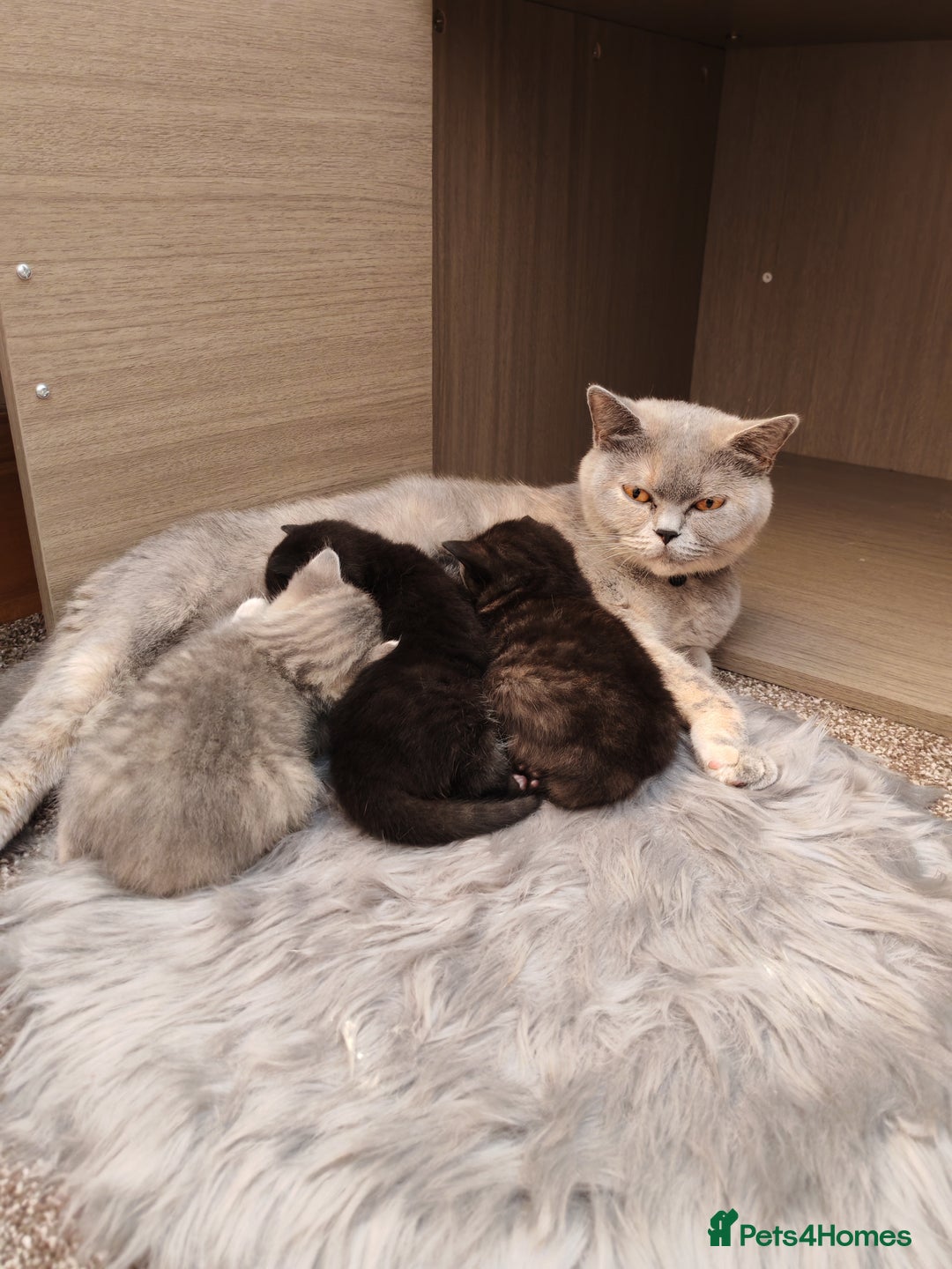 British Shorthair cats for sale: British shorthair kittens - Image 7
