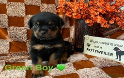 Rottweiler dogs for sale: The best of the best Rottweilers  - Image 9