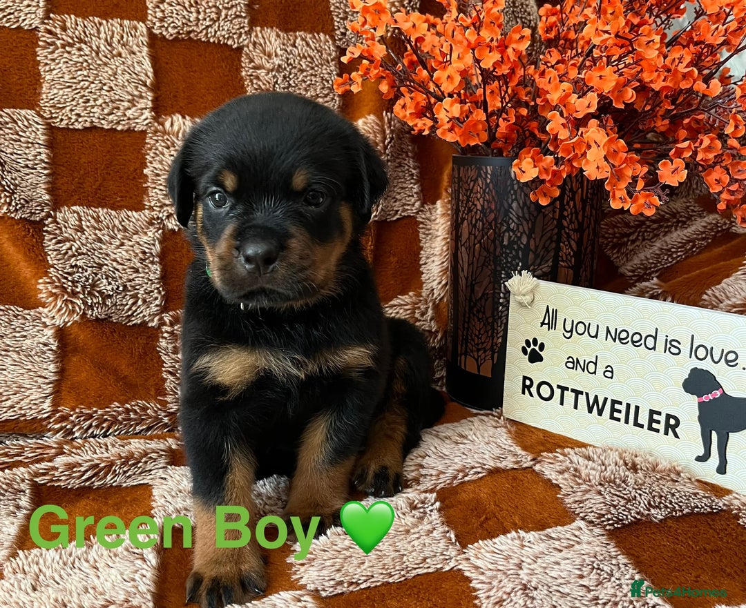 Rottweiler dogs for sale: The best of the best Rottweilers  - Image 9