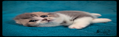 Scottish Fold Kitten 2