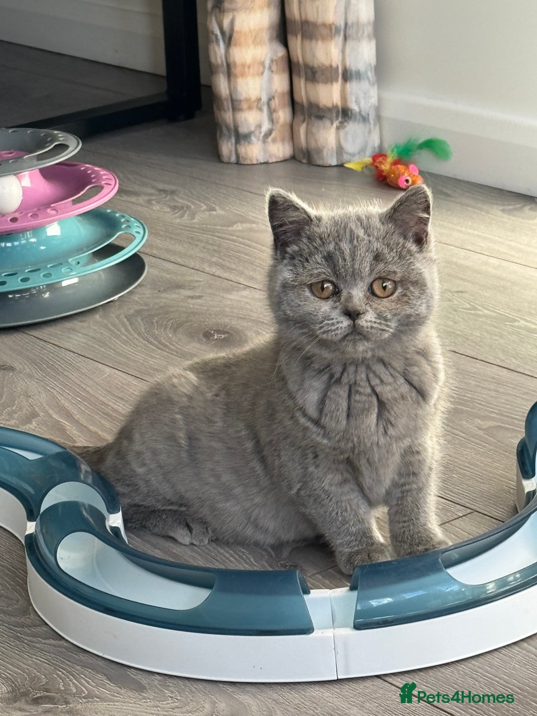 British Shorthair cats for sale: 1 left - Scottish Straight Blue Kittens  - Advert 5