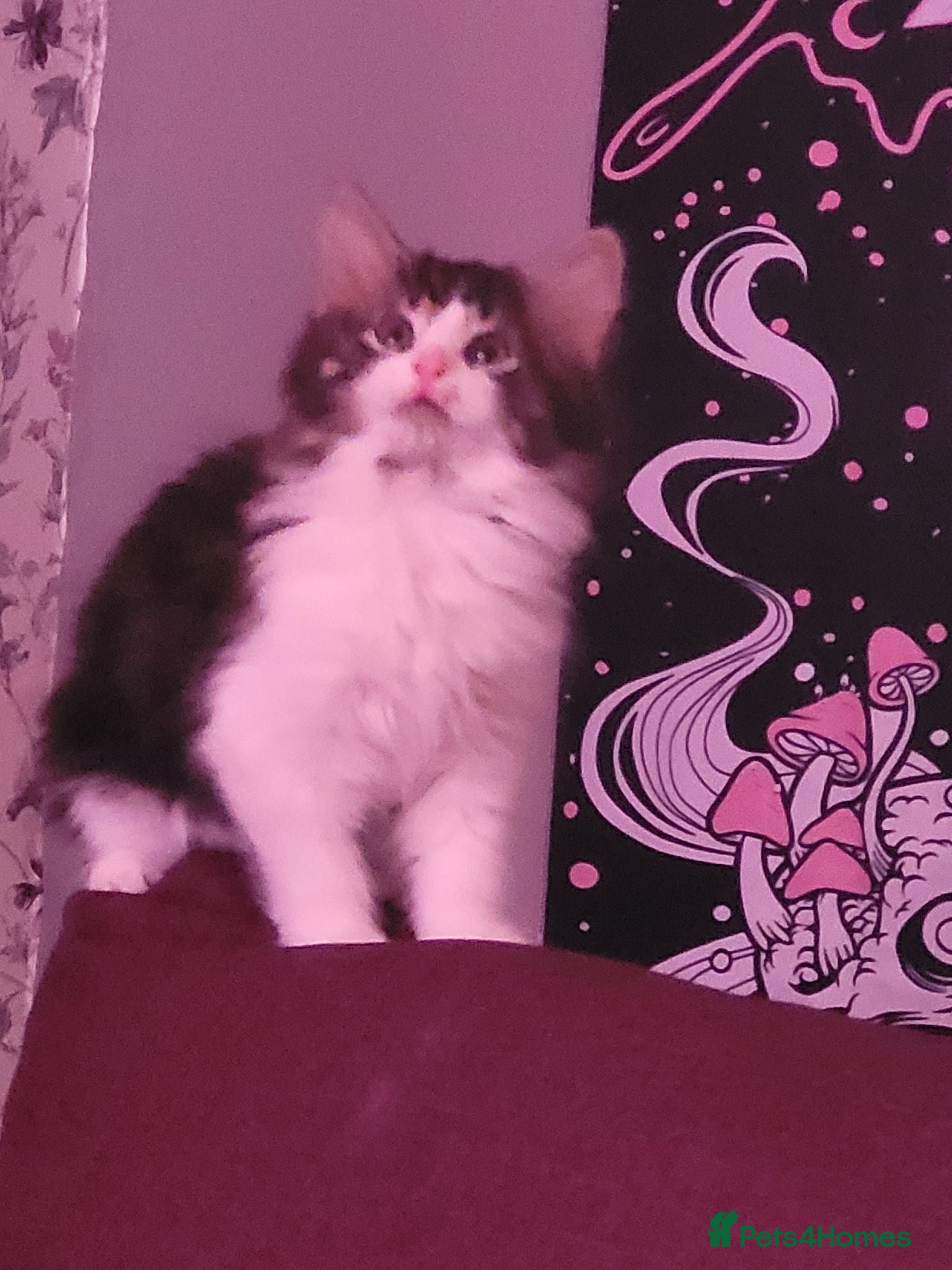 Mixed Breed cats Mixed tabby with maincoon  - Advert 1