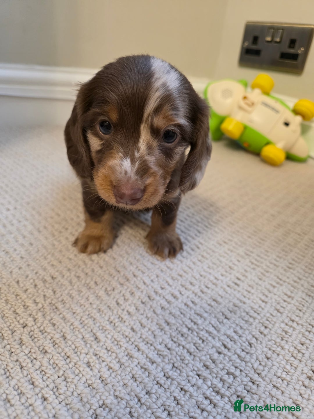 Miniature Dachshund dogs for sale: Kc Reg Long Haired Miniture Dachshund Puppies - Image 31
