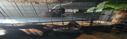 Mixed Breed cats for sale: Stunning black, chocolate and grey tabbys  - Advert 6