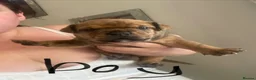 Mixed Breed dogs for sale: 6 beautiful puppies ready 14th August  in Cwmbran - Advert 5