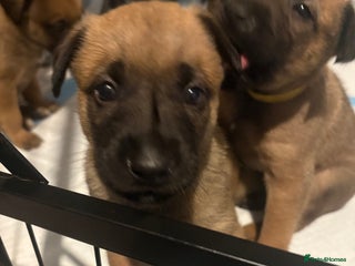 Mixed Breed dogs - Advert 20