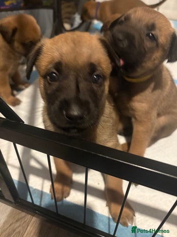 Mixed Breed dogs - Advert 1