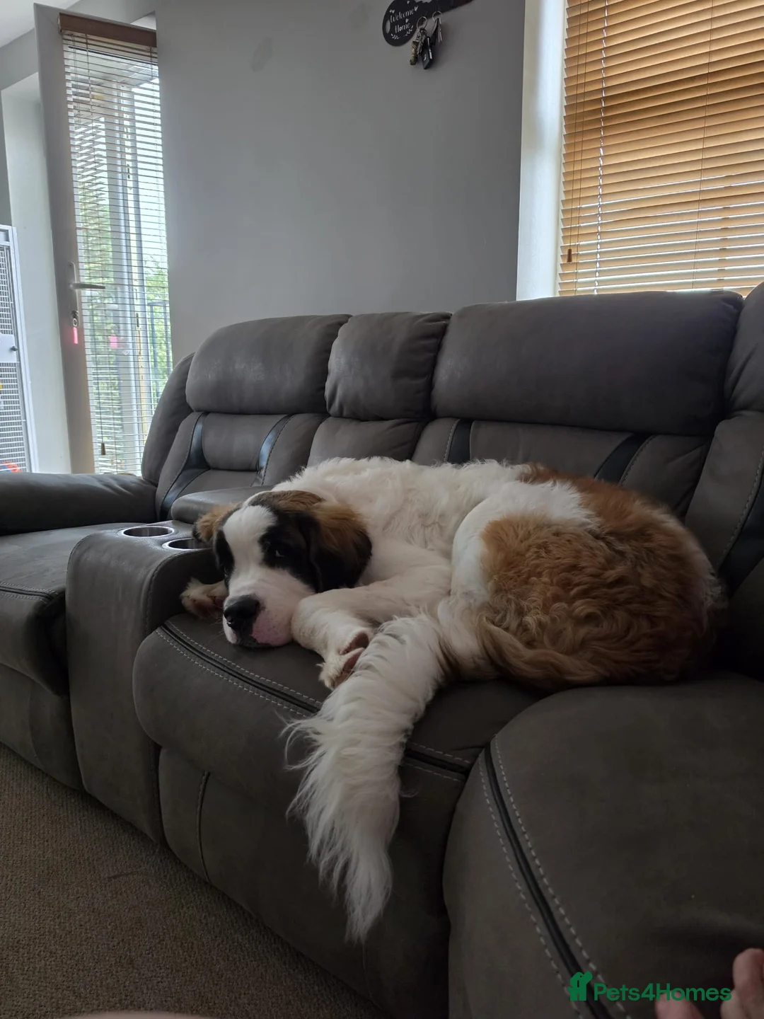 Saint Bernard dogs for sale: 7 month old puppy in Derby - Advert 3