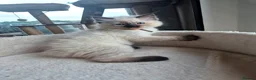 Ragdoll cats for sale: Beautiful ragdolls gccf and tica registered - Advert 9