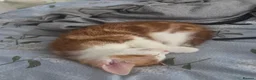 Mixed Breed cats for sale: 1 boy 1 girl kitten left 150 each or 250 for both - Advert 9