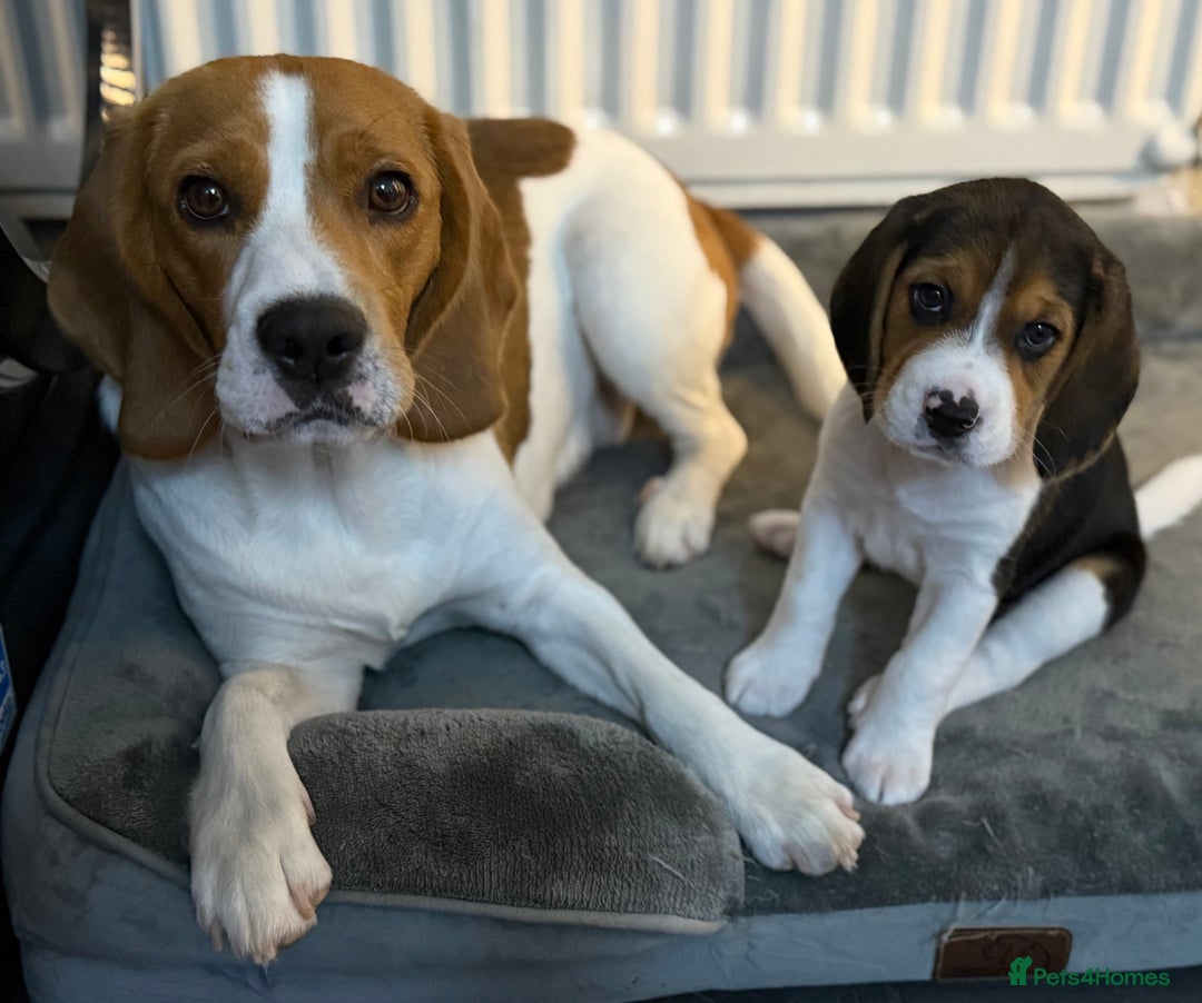 Beagle dogs for sale: Beagle puppies - Image 12
