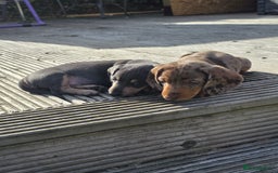 Miniature Dachshund dogs for sale: 3 left mini dachshund BOYS KC READY NOW   - Image 34