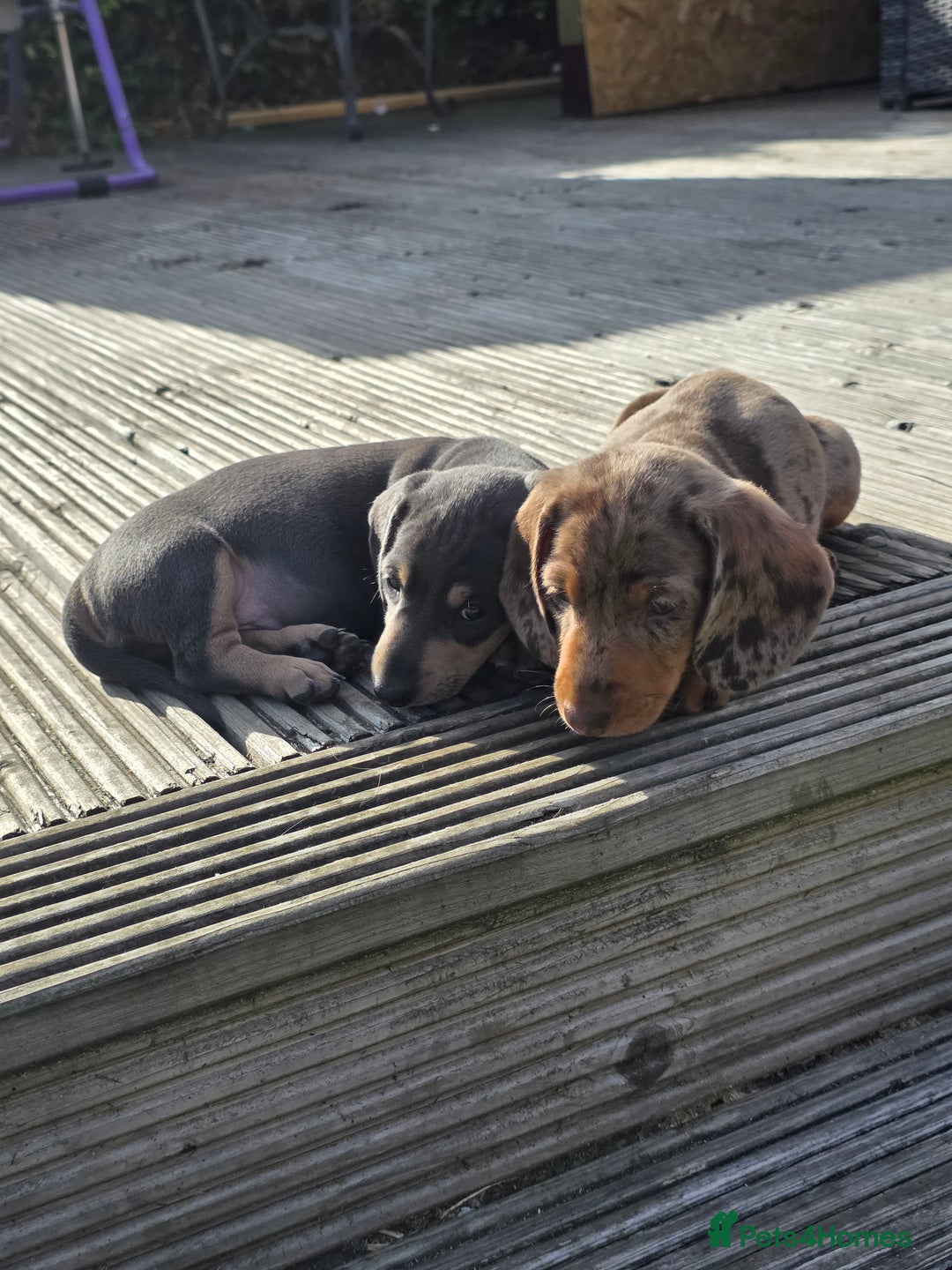 Miniature Dachshund dogs for sale: 3 left mini dachshund BOYS KC READY NOW   - Image 34