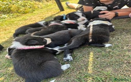 Border Collie dogs for sale: Border collie pups - Image 10