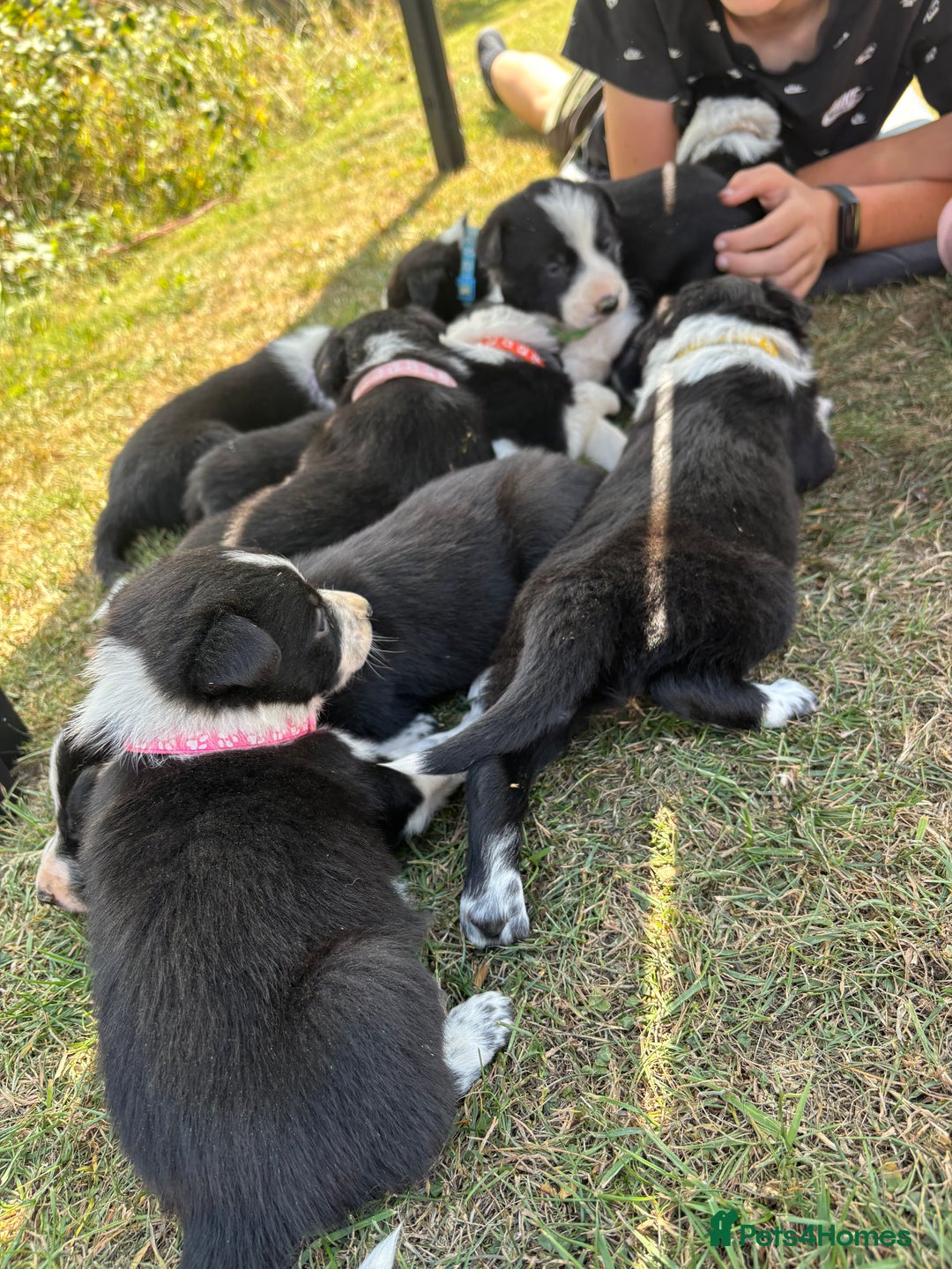 Border Collie dogs for sale: Border collie pups - Image 10