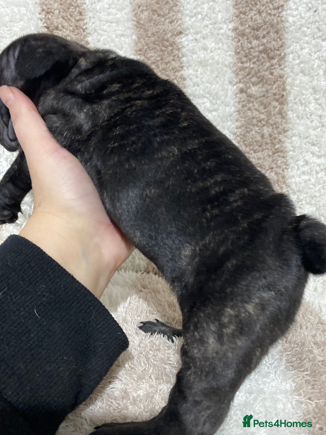 French Bulldog dogs for sale: BEAUTIFUL CHUNKY FRENCHIE PUPS - Advert 8