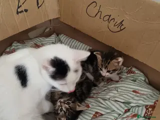 Mixed Breed cats Kittens - Advert 3