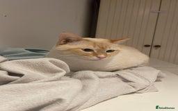 Siamese cats for sale: Ariel - Rescue Siamese - Image 26