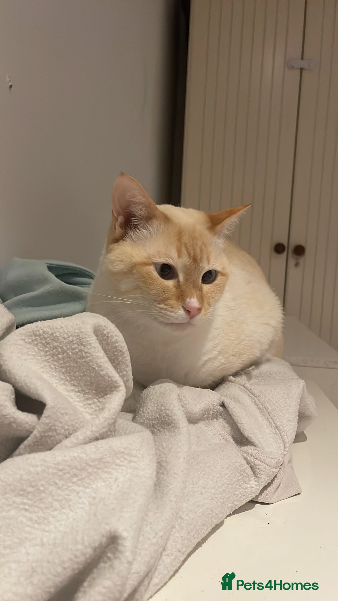 Siamese cats for sale: Ariel - Rescue Siamese - Image 26