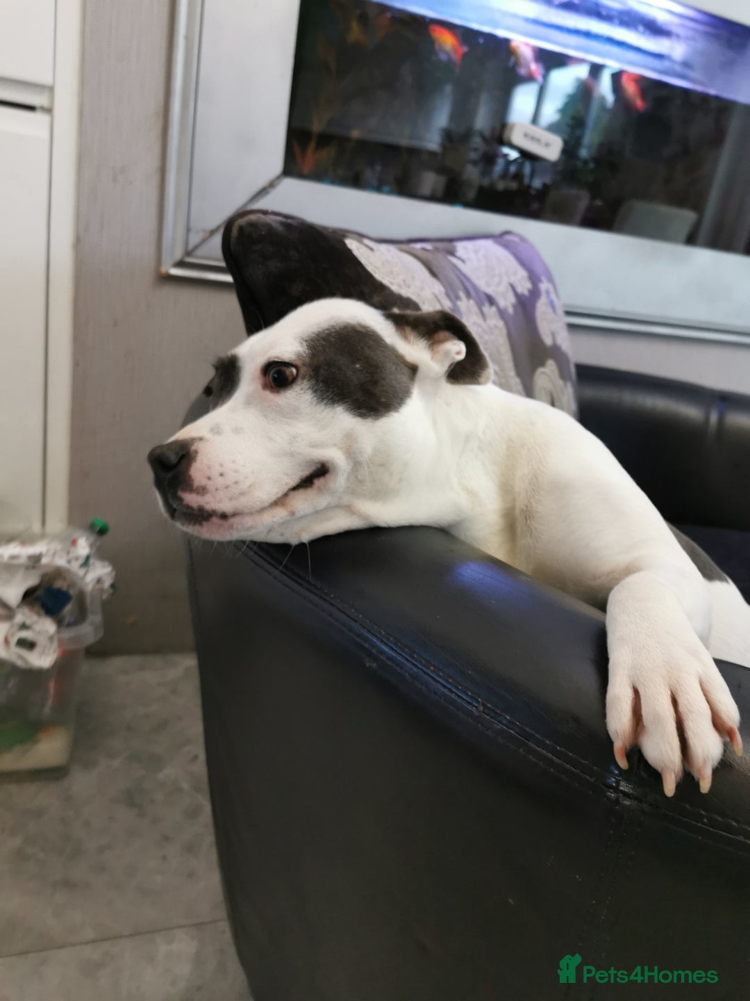 Staffordshire Bull Terrier dogs for sale: Beautiful Staffy's puppies - Advert 4