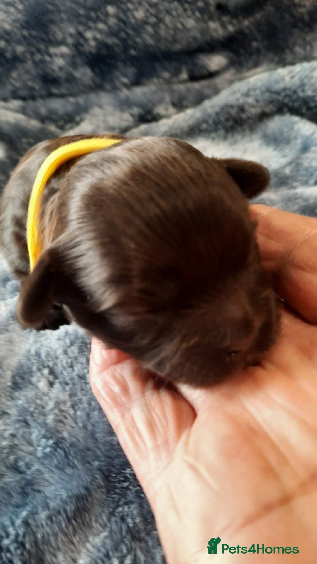 Shihpoo dogs for sale: Chocolate Toy Shipoo pups - Image 6