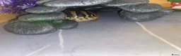 Hermann Tortoise reptiles for sale: 2x Hermann Tortoises With Tortoise Table SetUp in Bournemouth - Advert 8