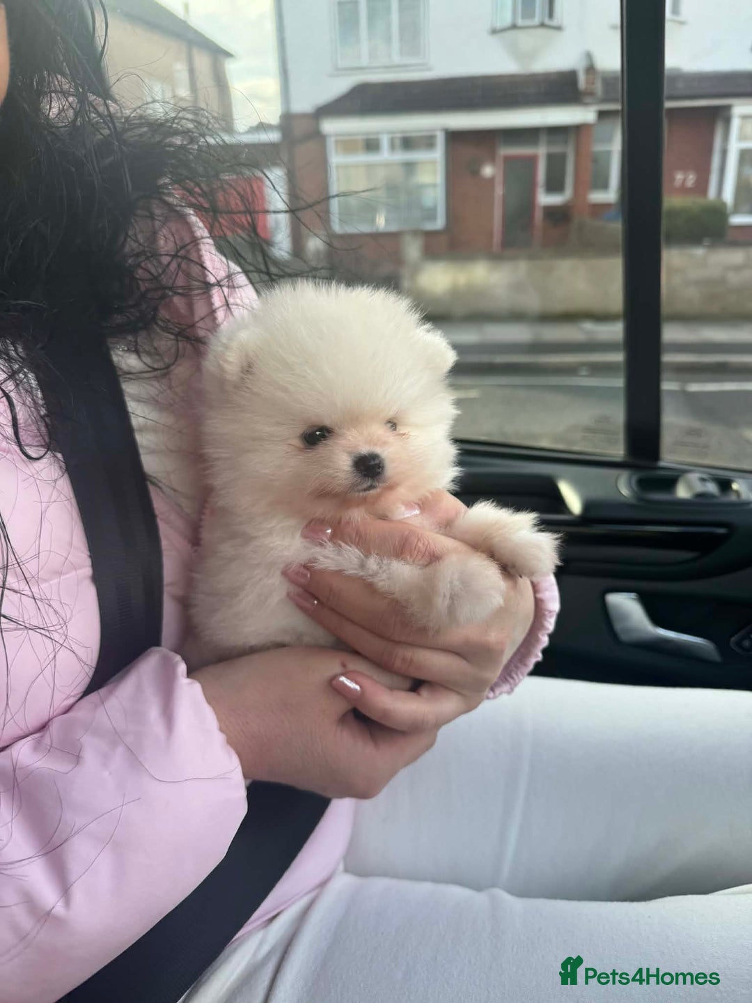 Pomeranian dogs for sale: Tiny white Pomeranian puppy  - Advert 9