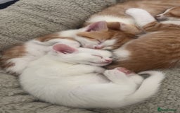 Turkish Angora cats for sale: Ginger white Turkish angora kittens 🥰 - Image 1