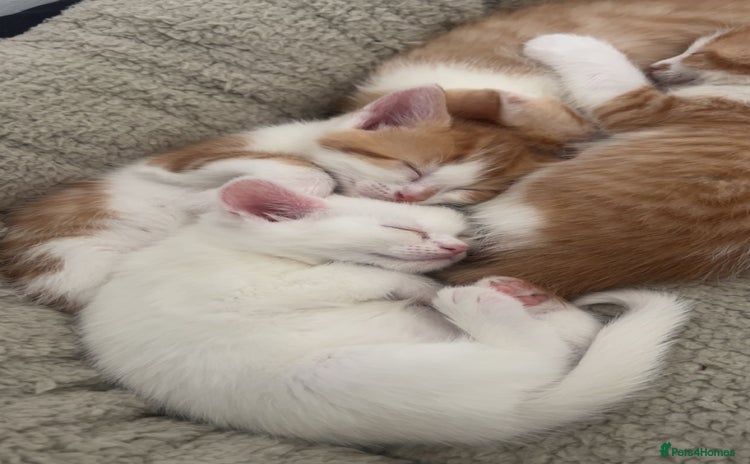 Turkish Angora cats - Advert 1