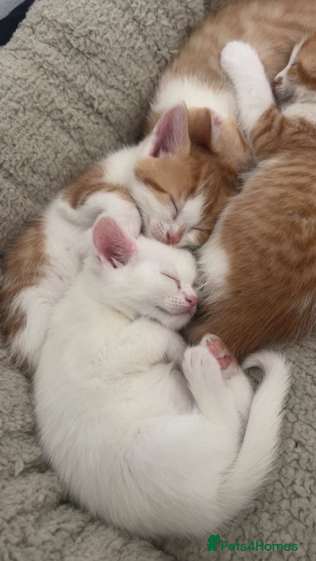 Turkish Angora cats for sale: Ginger white Turkish angora kittens 🥰 - Image 1