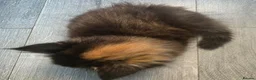 Mixed Breed cats for sale: 2 beautiful kittens - Advert 4