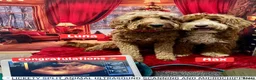 Goldendoodle dogs for stud: Tuxedo Australian Double Doodle - Advert 14