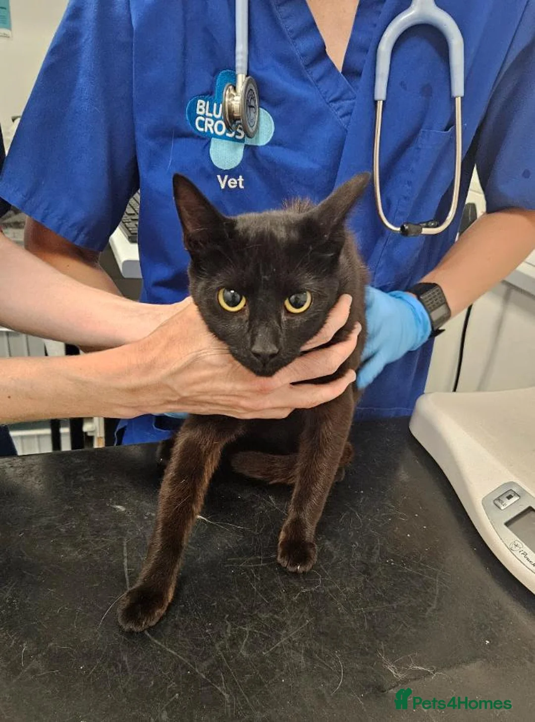 Mixed Breed cats for adoption: Female Rescue Cat for Indoor Only Adoption - Advert 6
