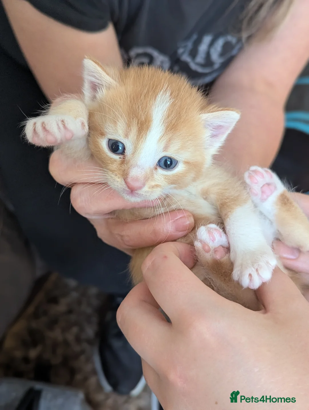 Mixed Breed cats for sale: Ginger kittens, torti and tabby in Brandon - Advert 2